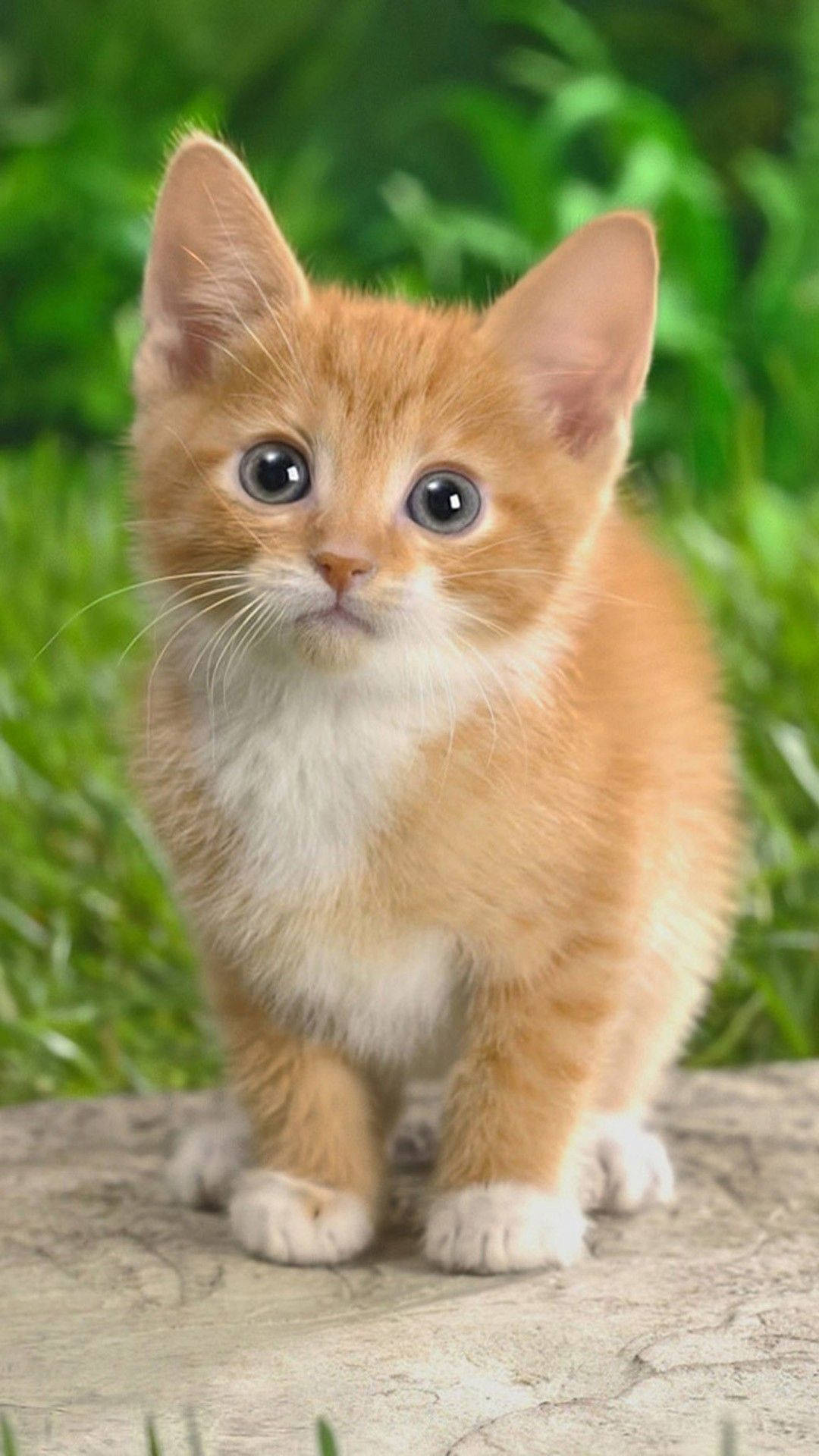 fluffy orange and white kitten