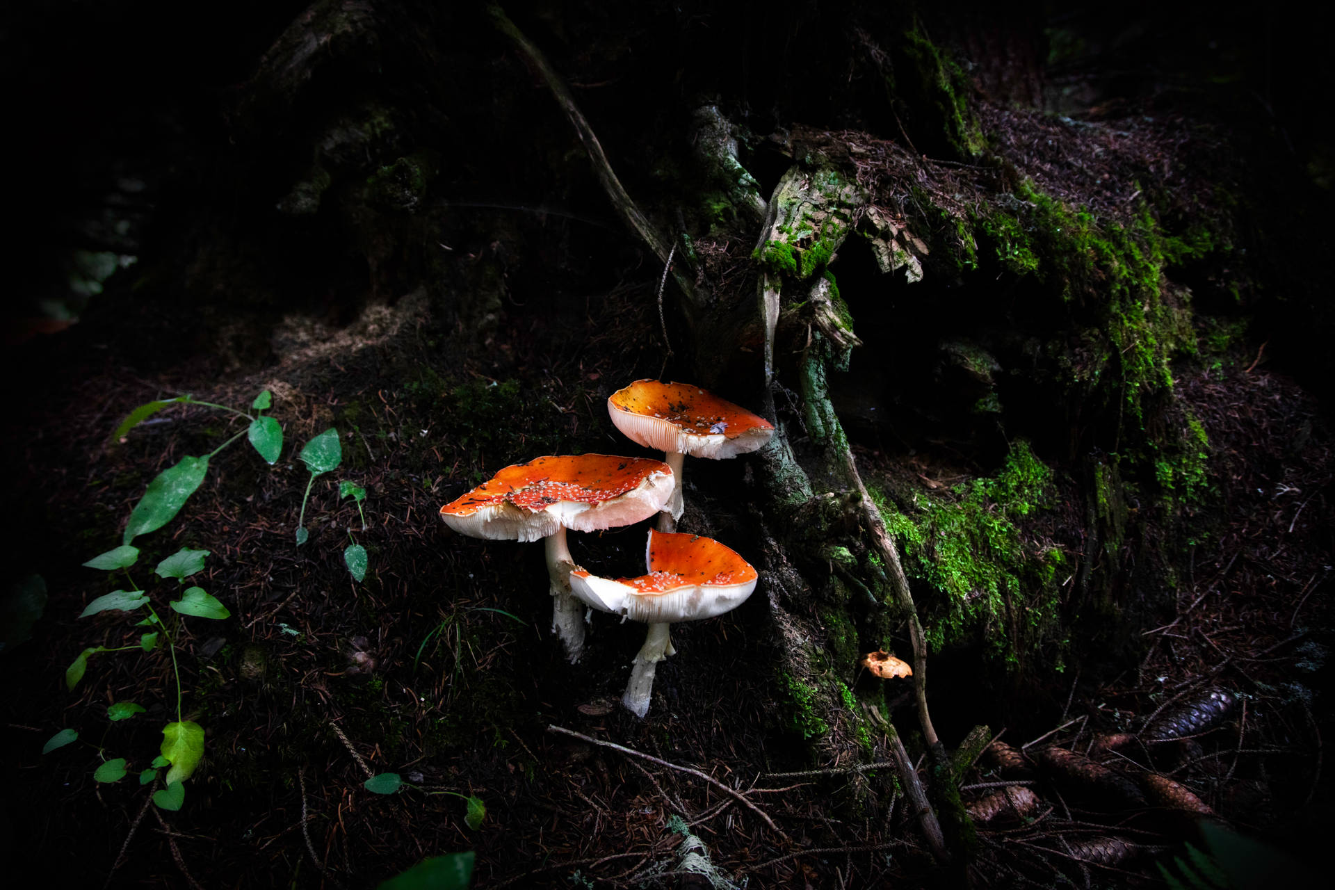 Orange And White Mushroom