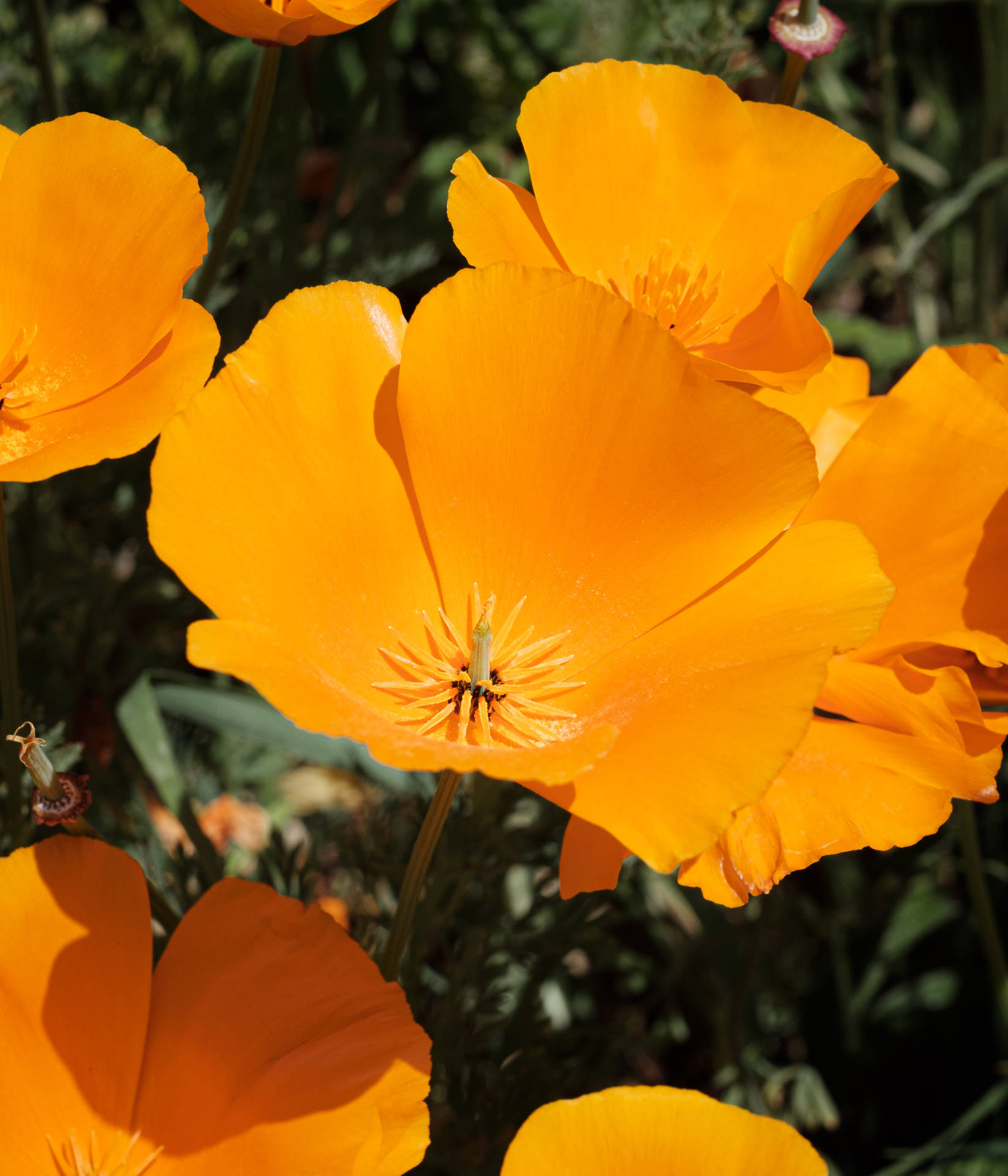 Orangeund Gelbe Kalifornische Klatschmohnblume Wallpaper