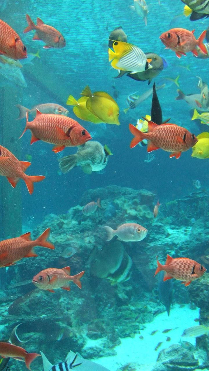 Orangeund Gelbe Fische Im Aquarium Wallpaper