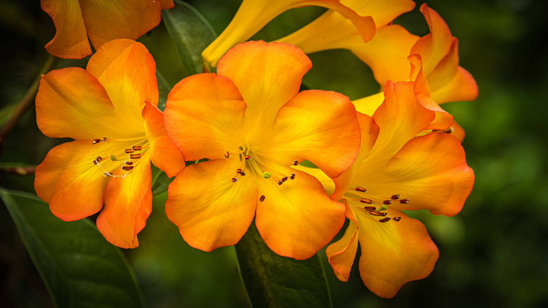 Orange og gule rododendronblomster, der dækker skærmen i et farverigt design. Wallpaper