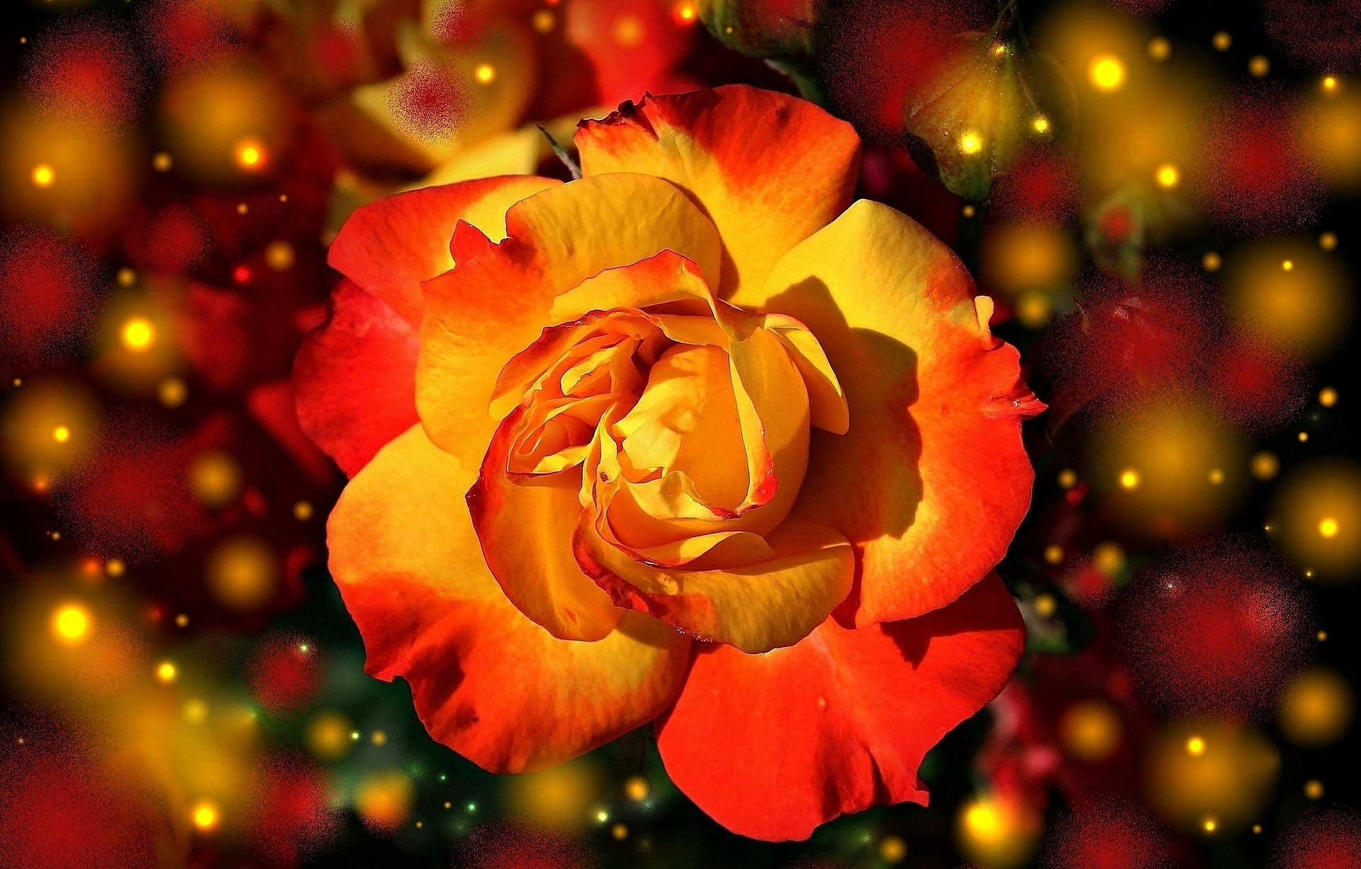 Orangeund Gelbe Rose Mit Lichtern Wallpaper