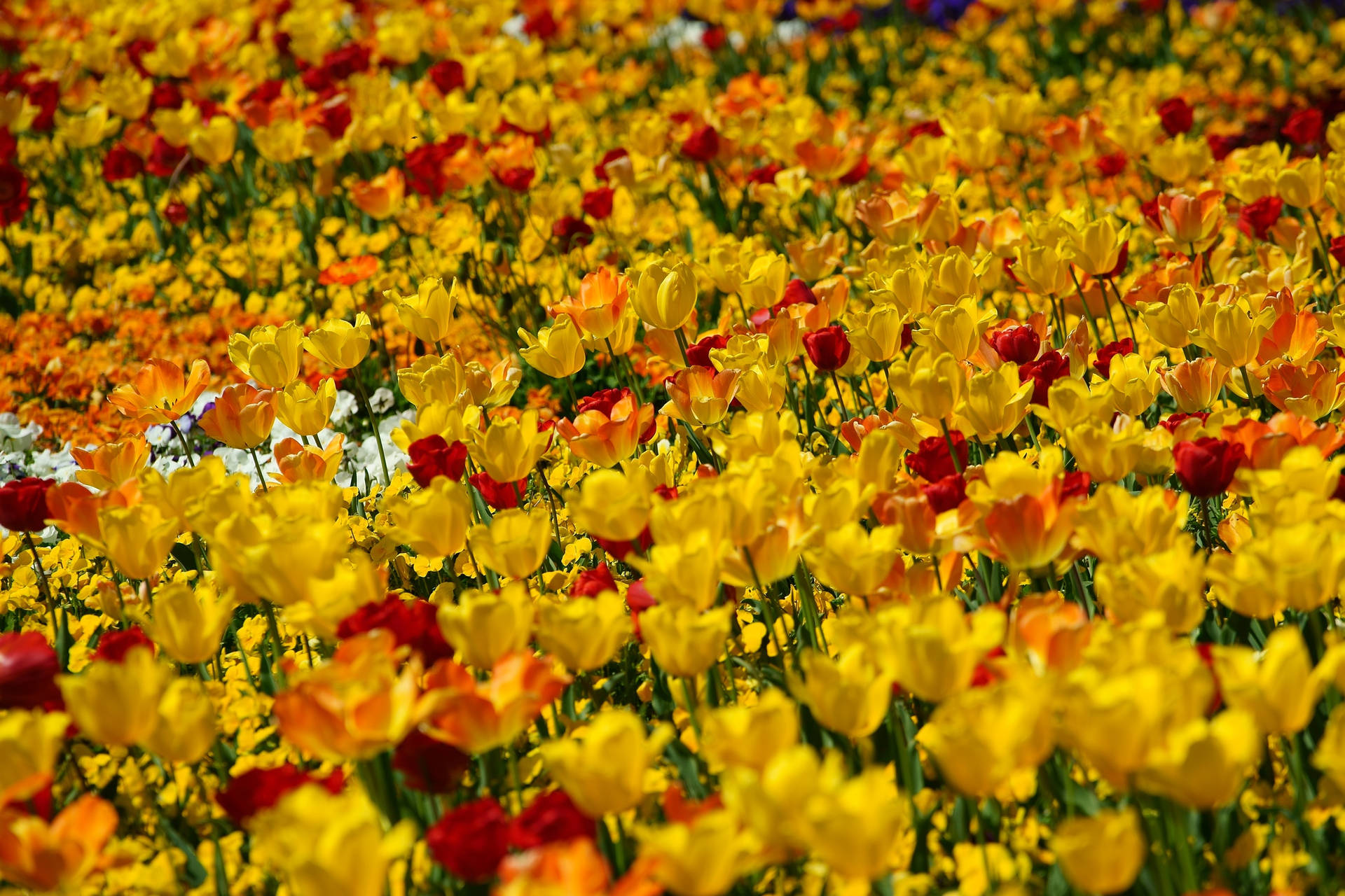 Campode Tulipanes Naranjas Y Amarillos Fondo de pantalla