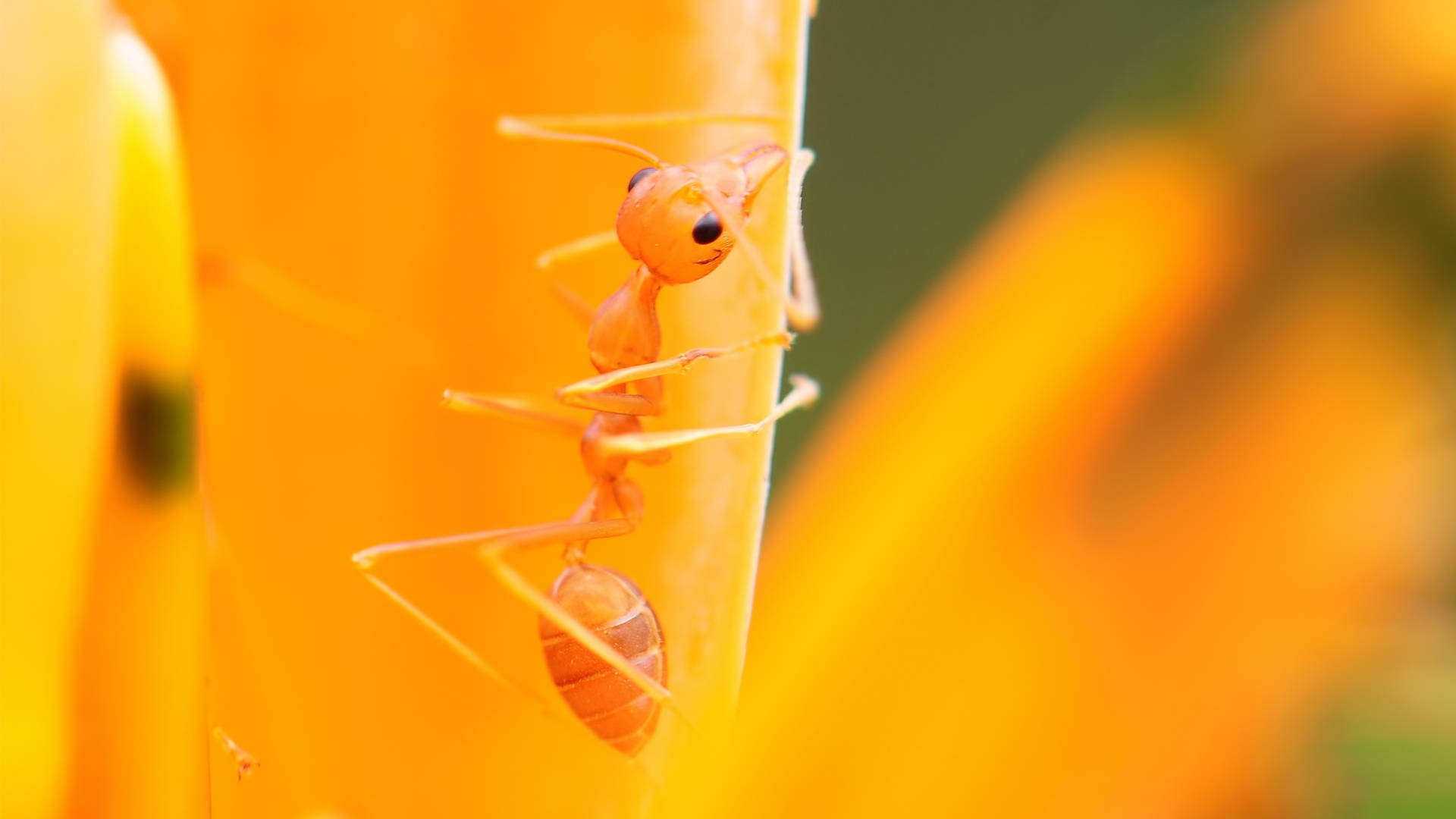 Naranjacon Hormigas. Fondo de pantalla