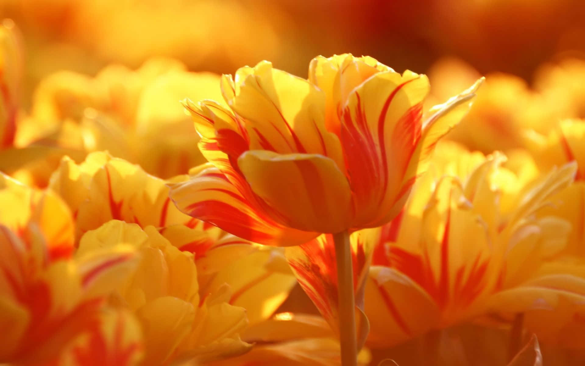 Tulipanesde Jardín En Un Fondo Amarillo Naranja.