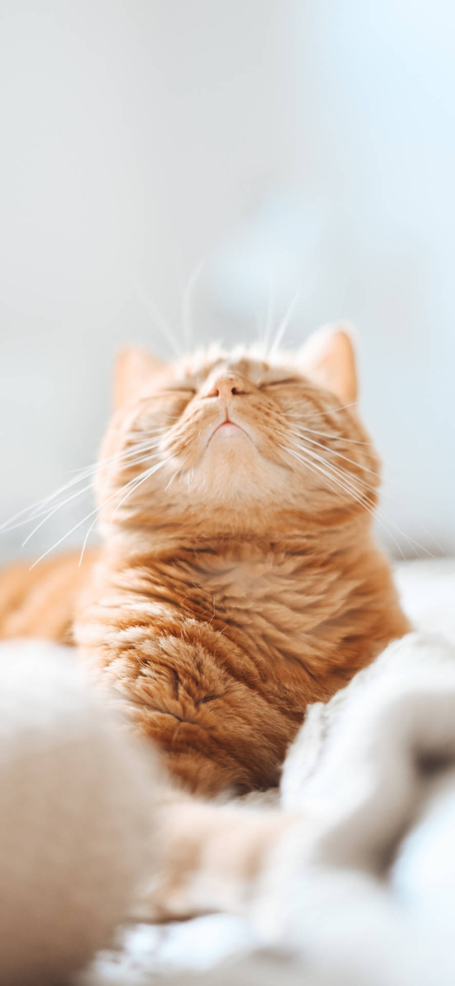 Orange Beautiful Cat In White Bed Background