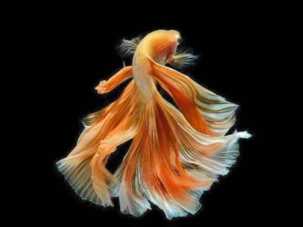Orange Beautiful Fish