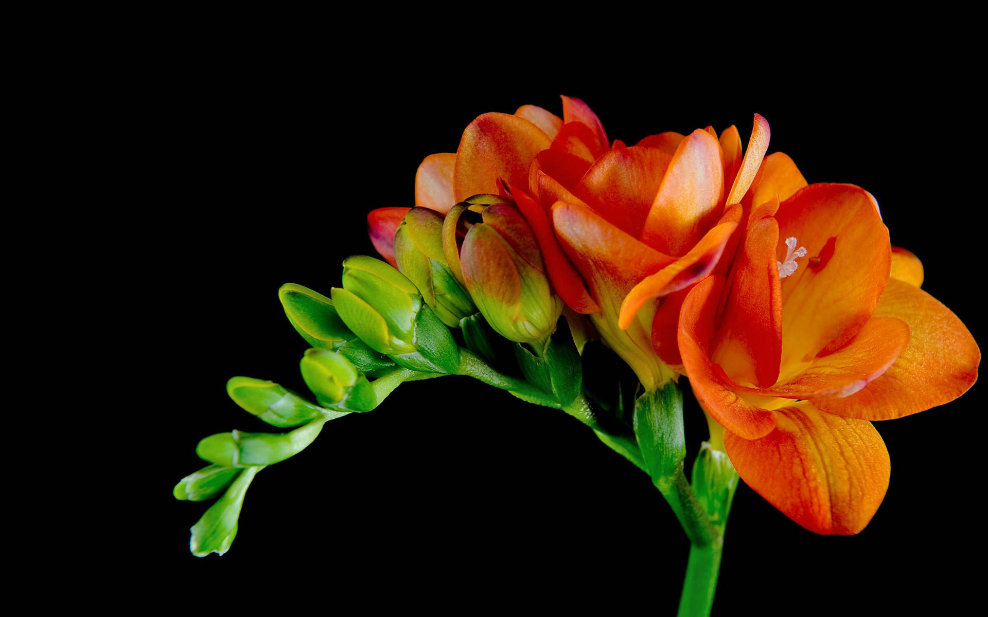 Orange Beautiful Flower Picture