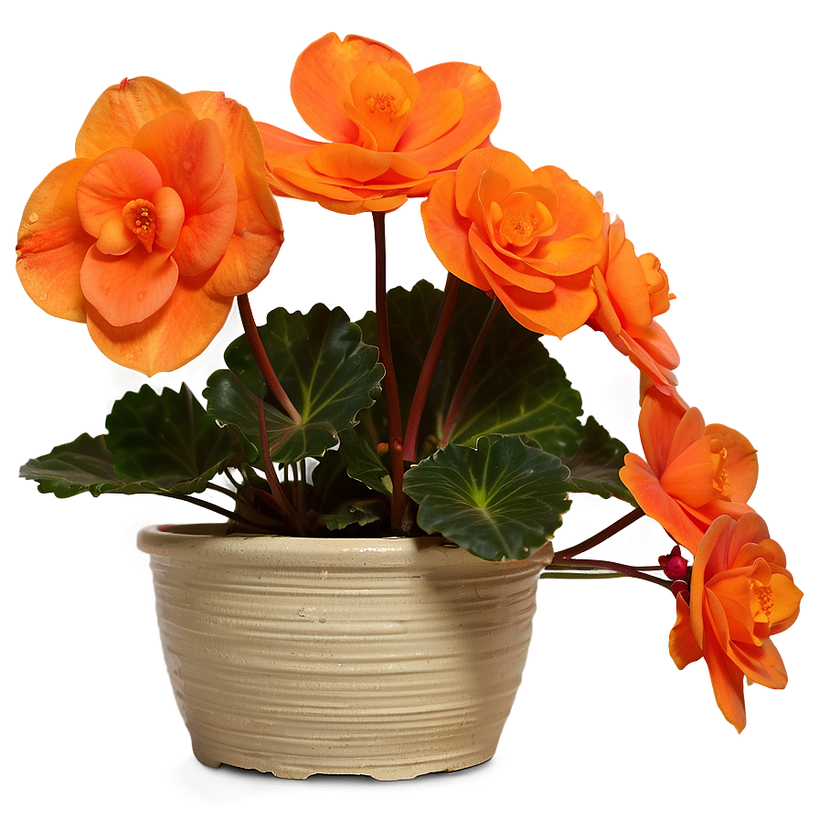 Orange Begonia Splendor Png 06122024 PNG