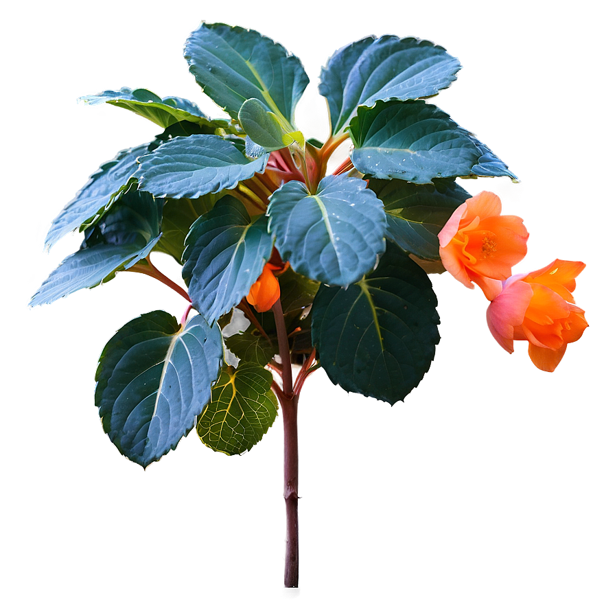 Orange Begonia Splendor Png Okt55 PNG