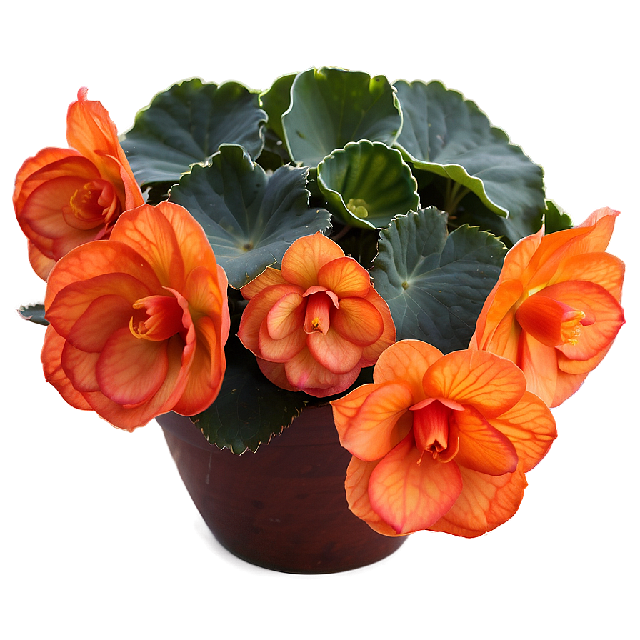 Orange Begonia Splendor Png Rjh66 PNG