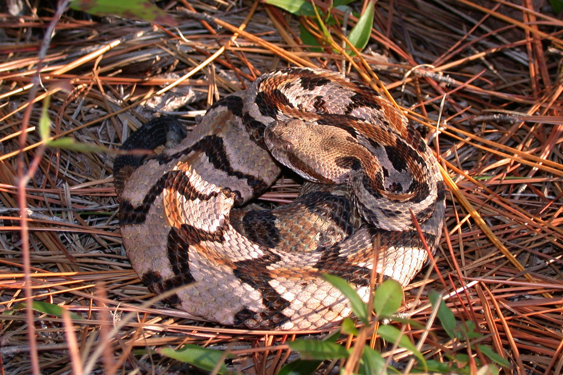Orange Beige Timber Rattler Snake Background