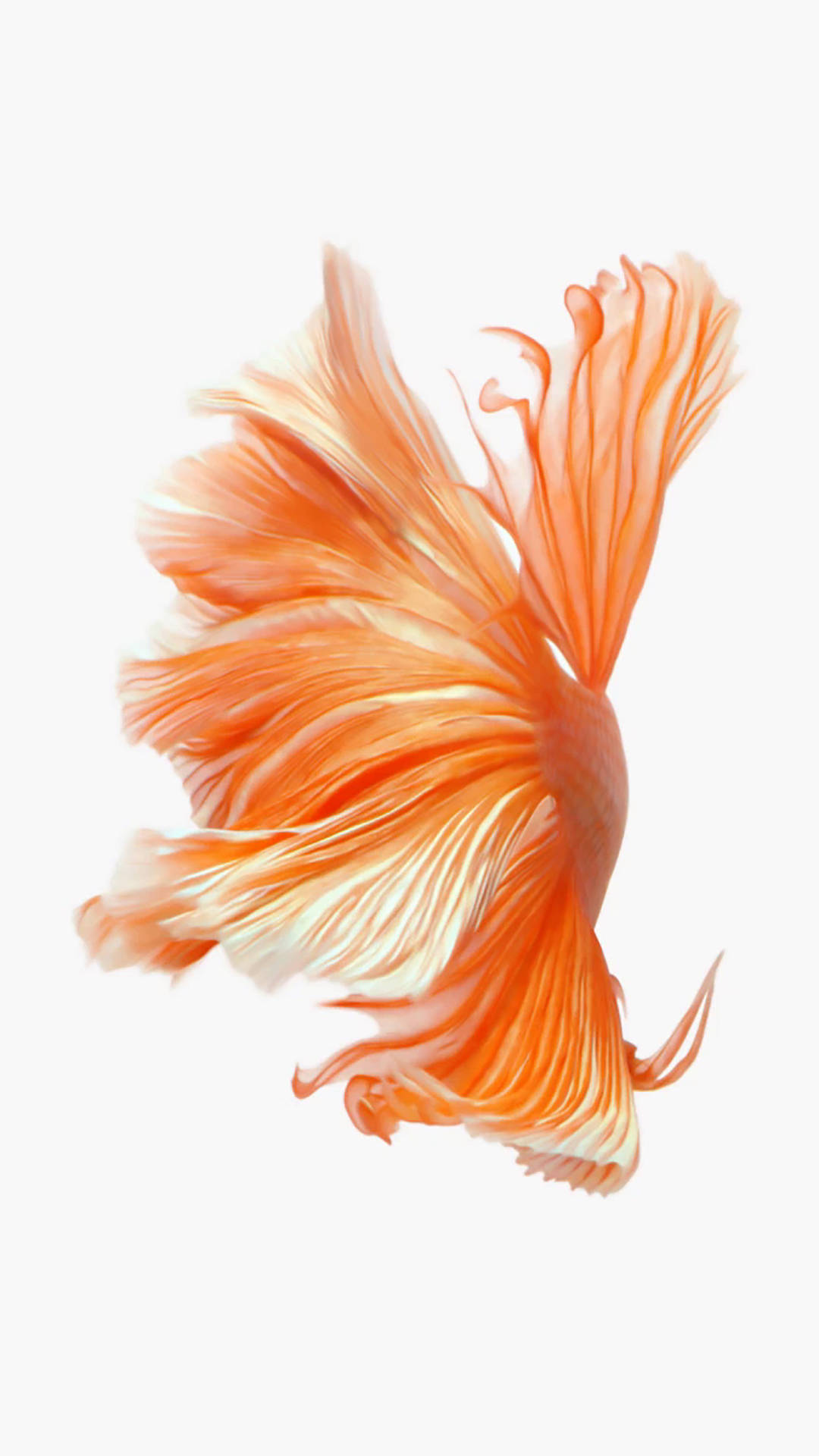 Orange Betta Fish Artwork Wallpaper
