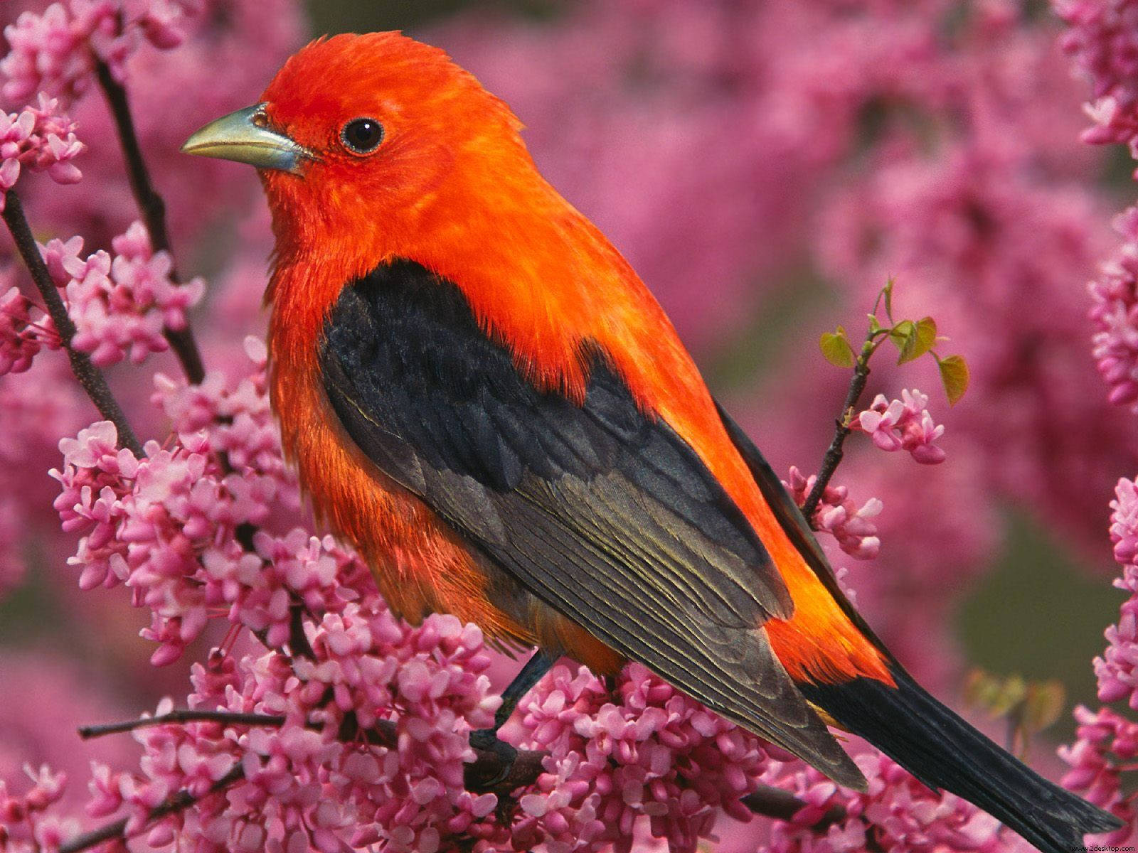 Beautiful Orange Bird Enjoying a Day Among the Blossoms Wallpaper