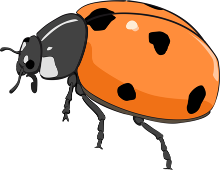 Orange Black Ladybug Illustration PNG