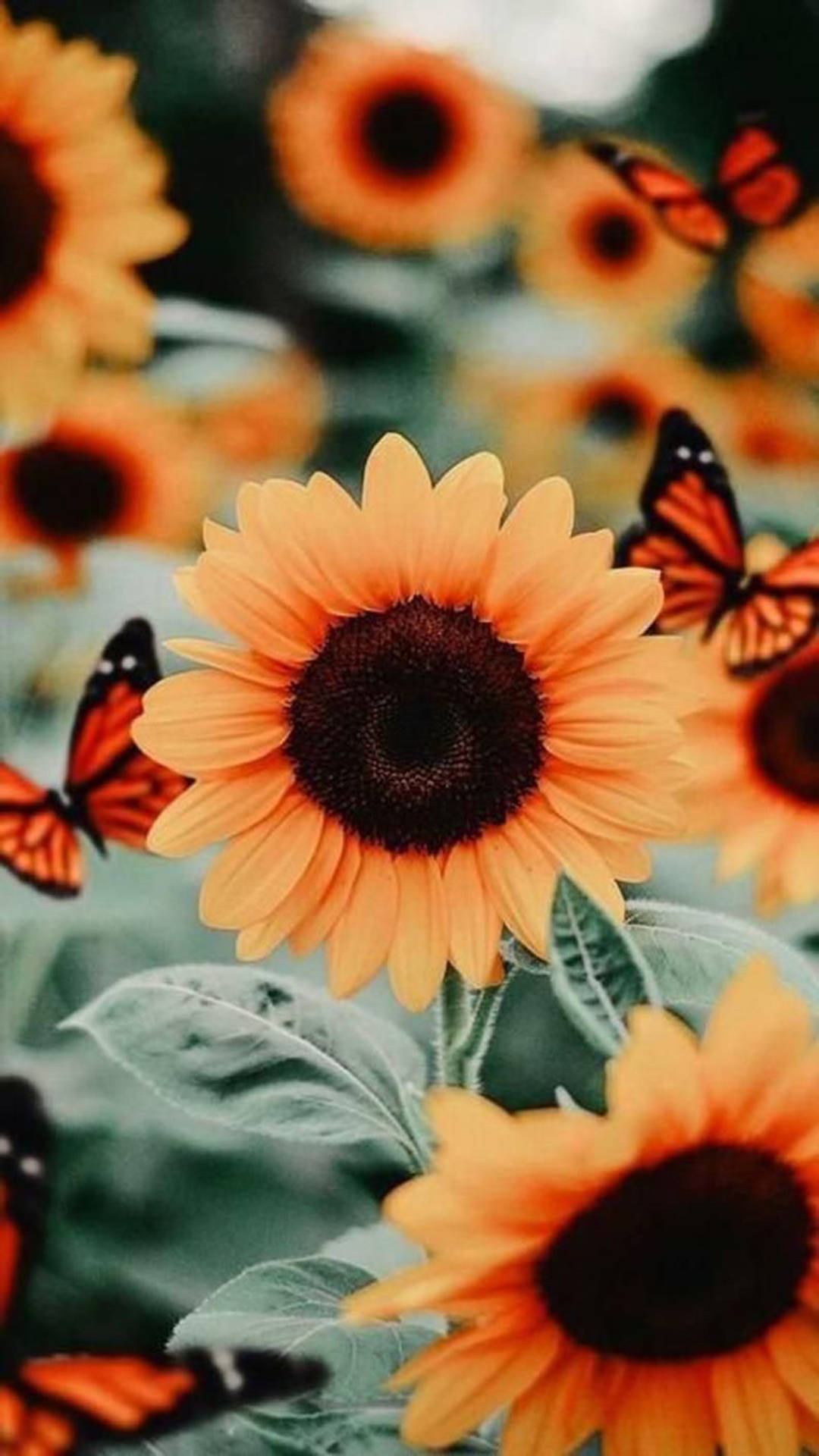 Orange Butterflies And Sunflowers Iphone Wallpaper