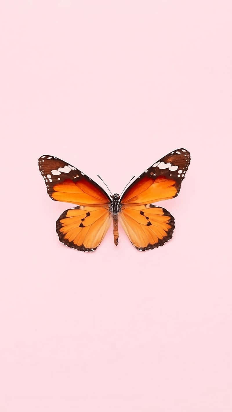 Orange Butterfly Pink Background Wallpaper
