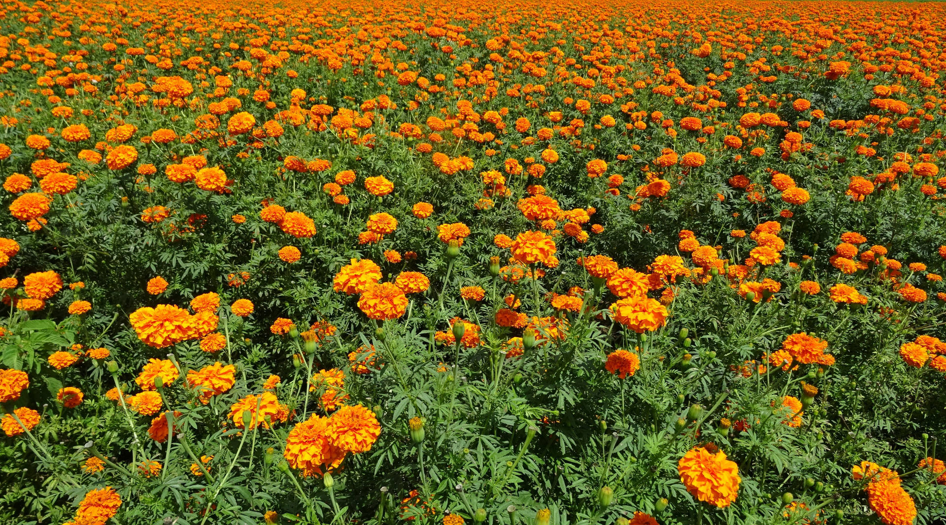 Orange Calendula Flower Field Wallpaper