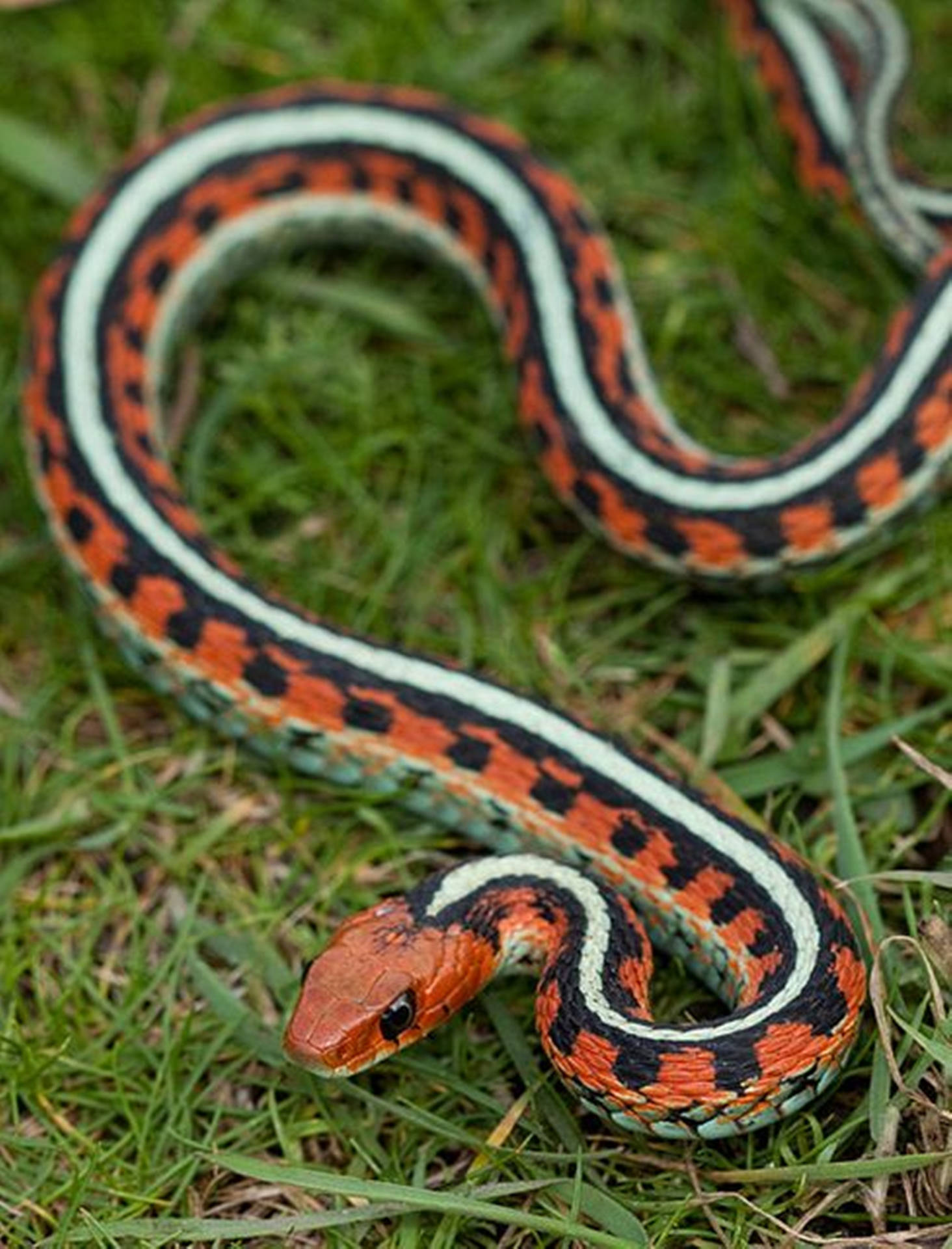 Orange California Red-sided Garter Snake Background