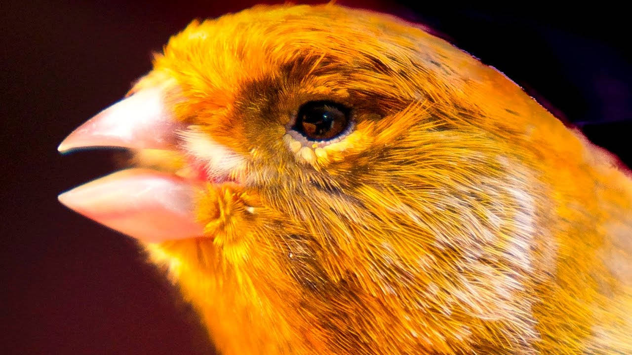 Orange Canary Bird Extreme Closeup Wallpaper