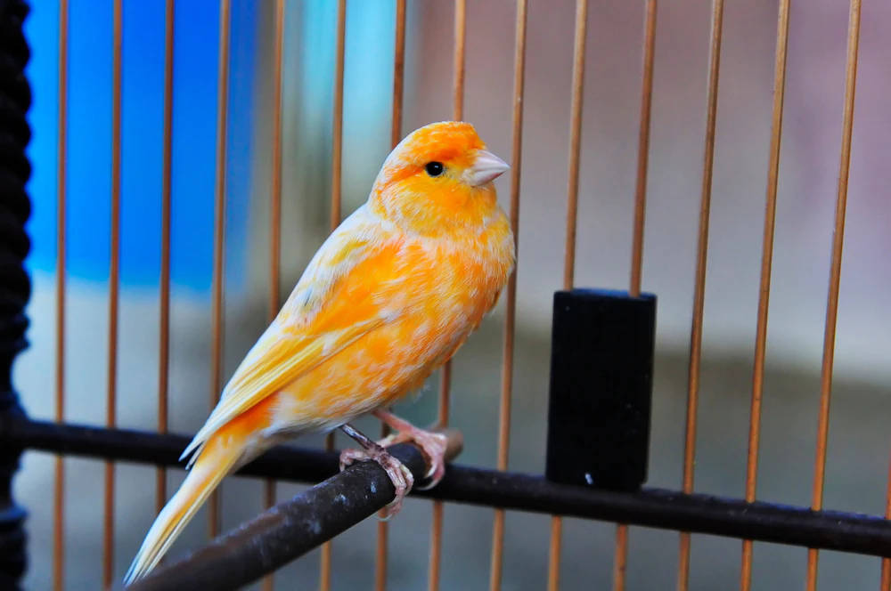 Orange Canary Bird Inside A Cage Wallpaper