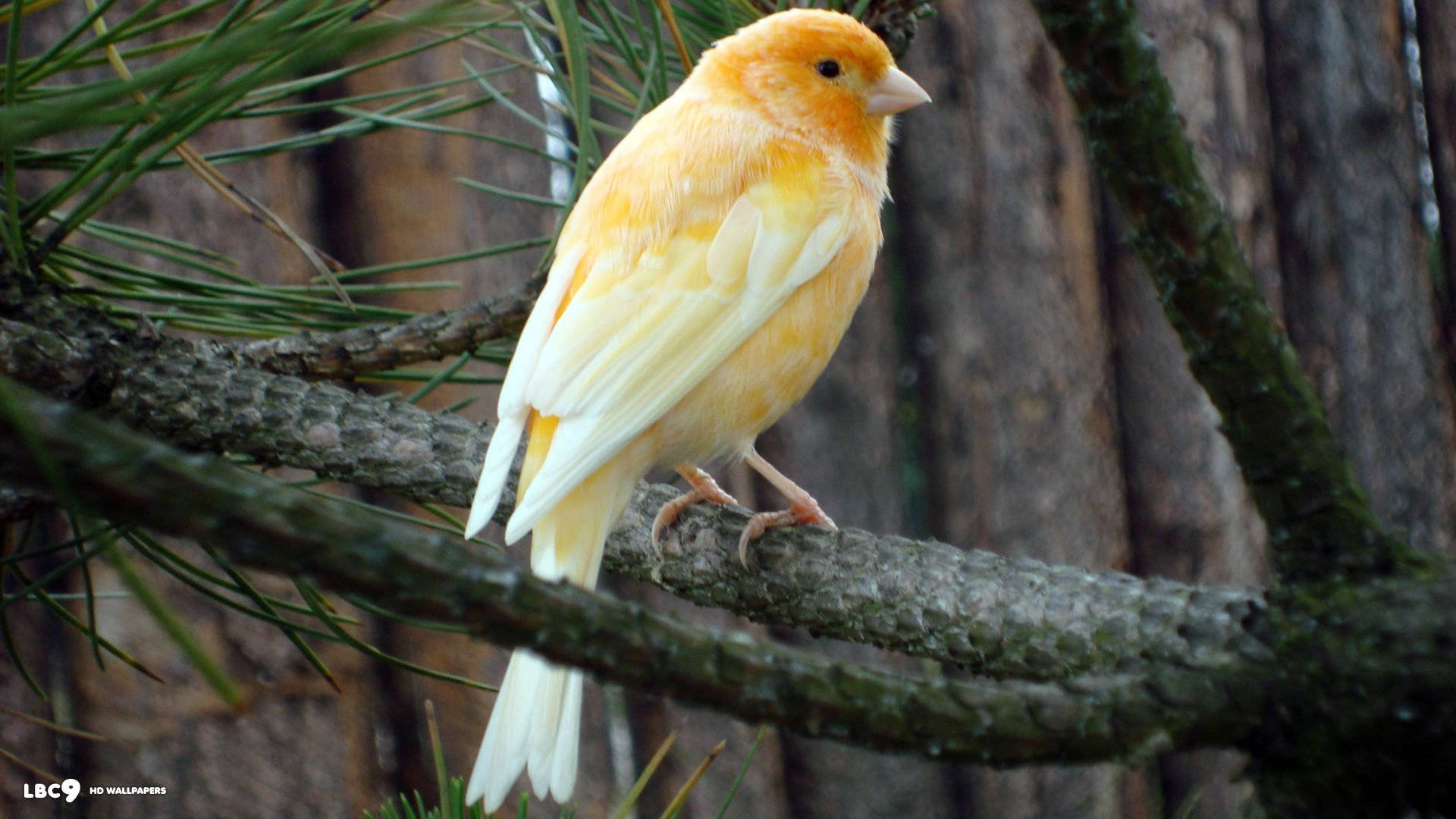 Orange Canary Bird On Branch Wallpaper