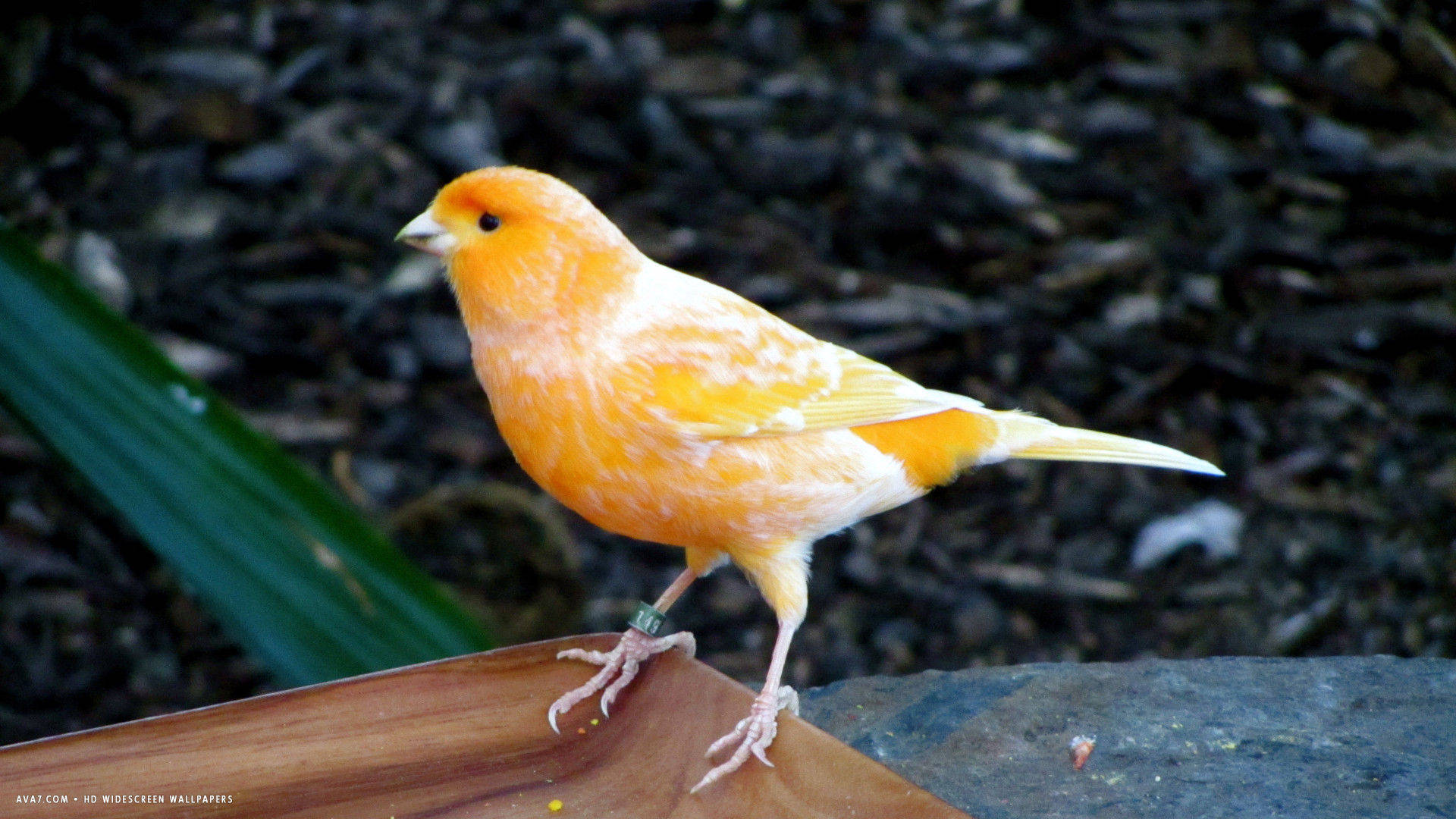 Orange Canary Bird On Wood Wallpaper
