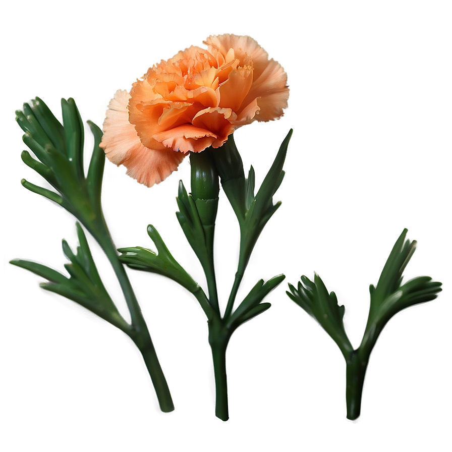 Orange Carnation Love Png 06122024 PNG