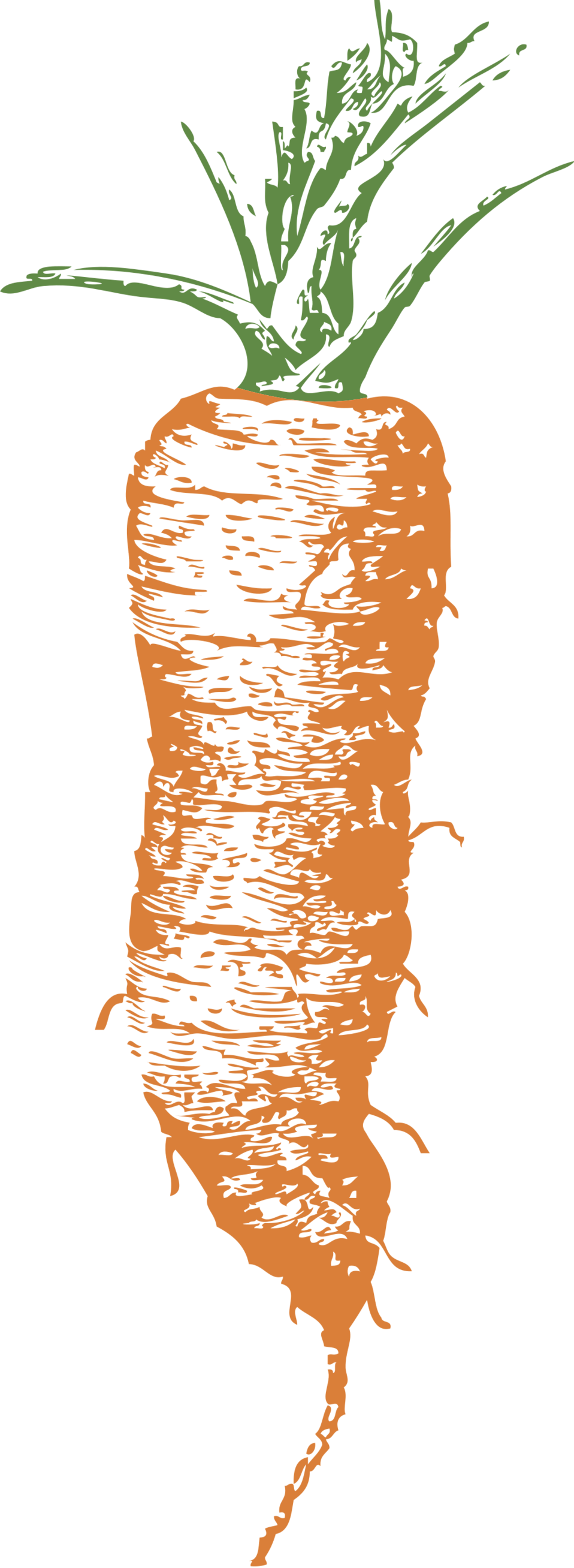 Orange Carrot Illustration.png PNG