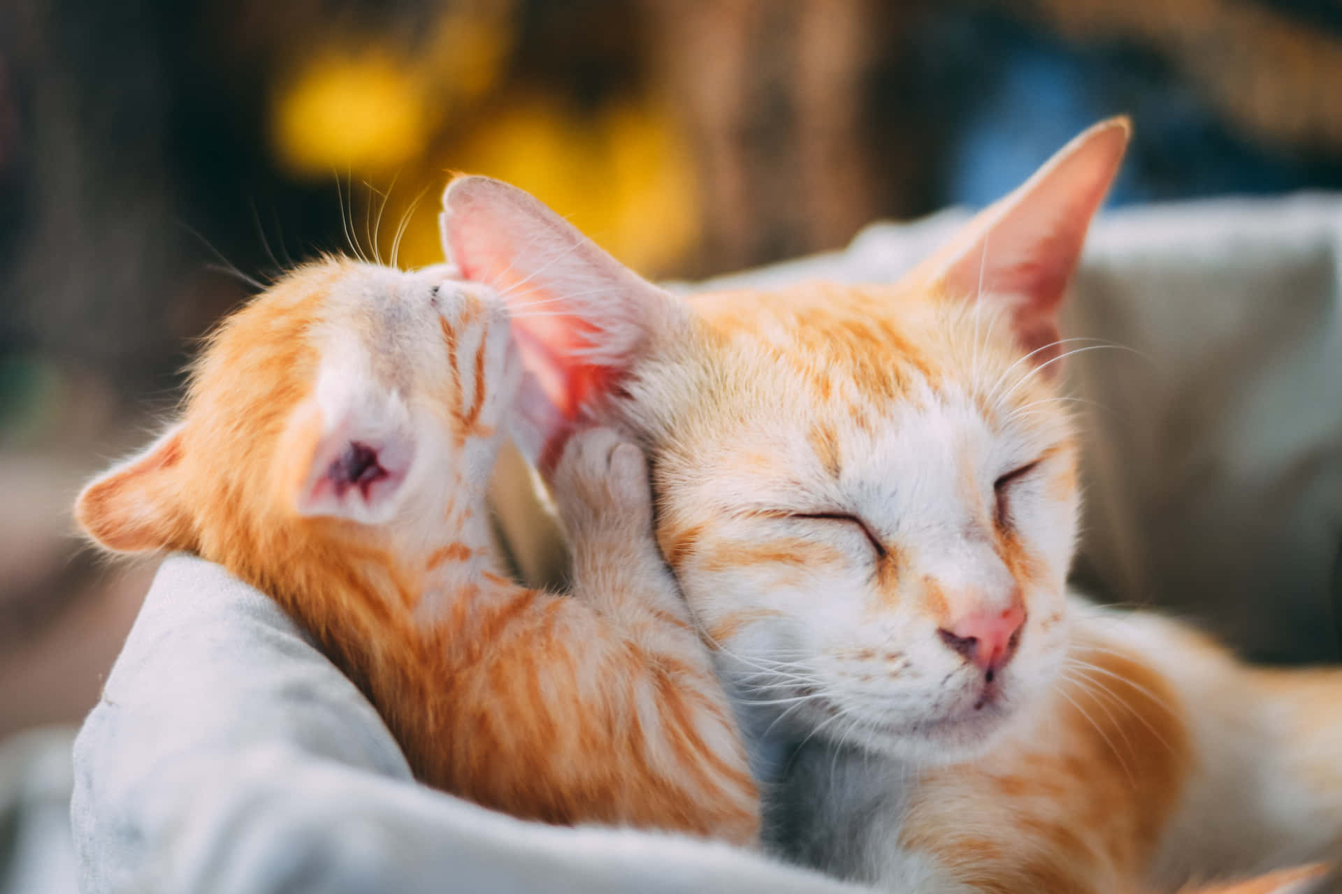 Orange Cat With Cute Newborn Kitten Wallpaper