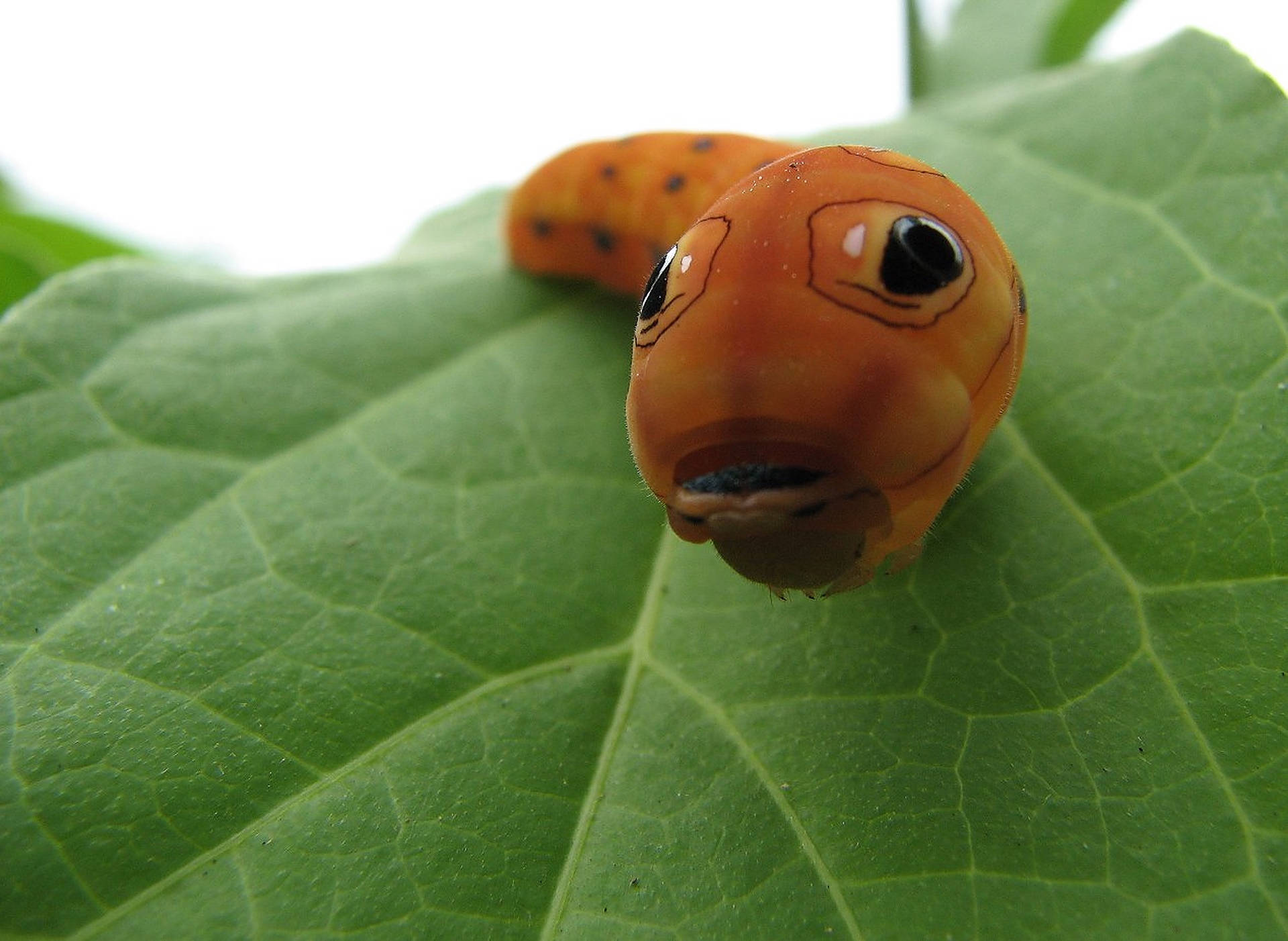 Orange Catterpillar Insekt ansigt Wallpaper