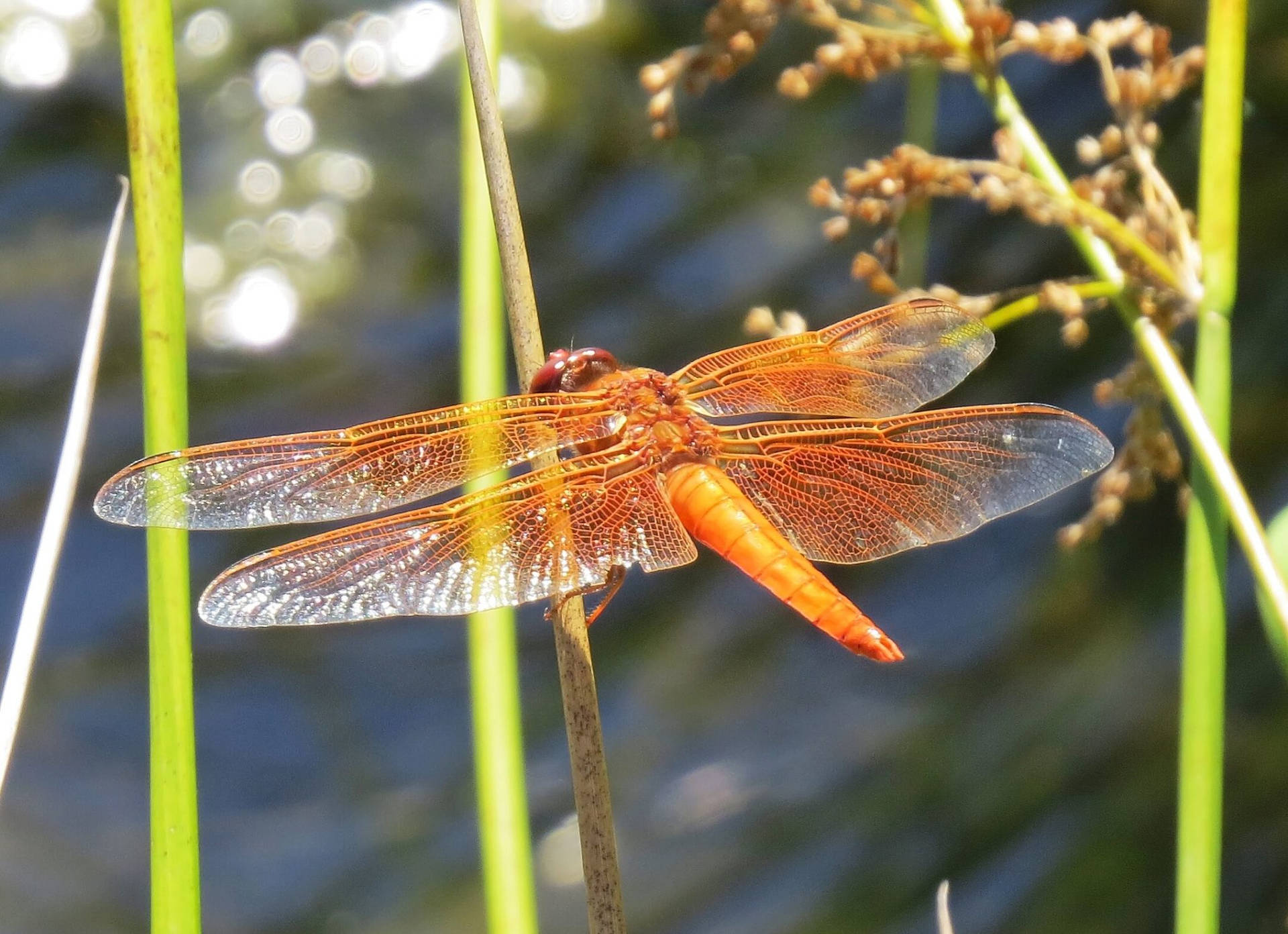 Orange Chaser Dragonfly