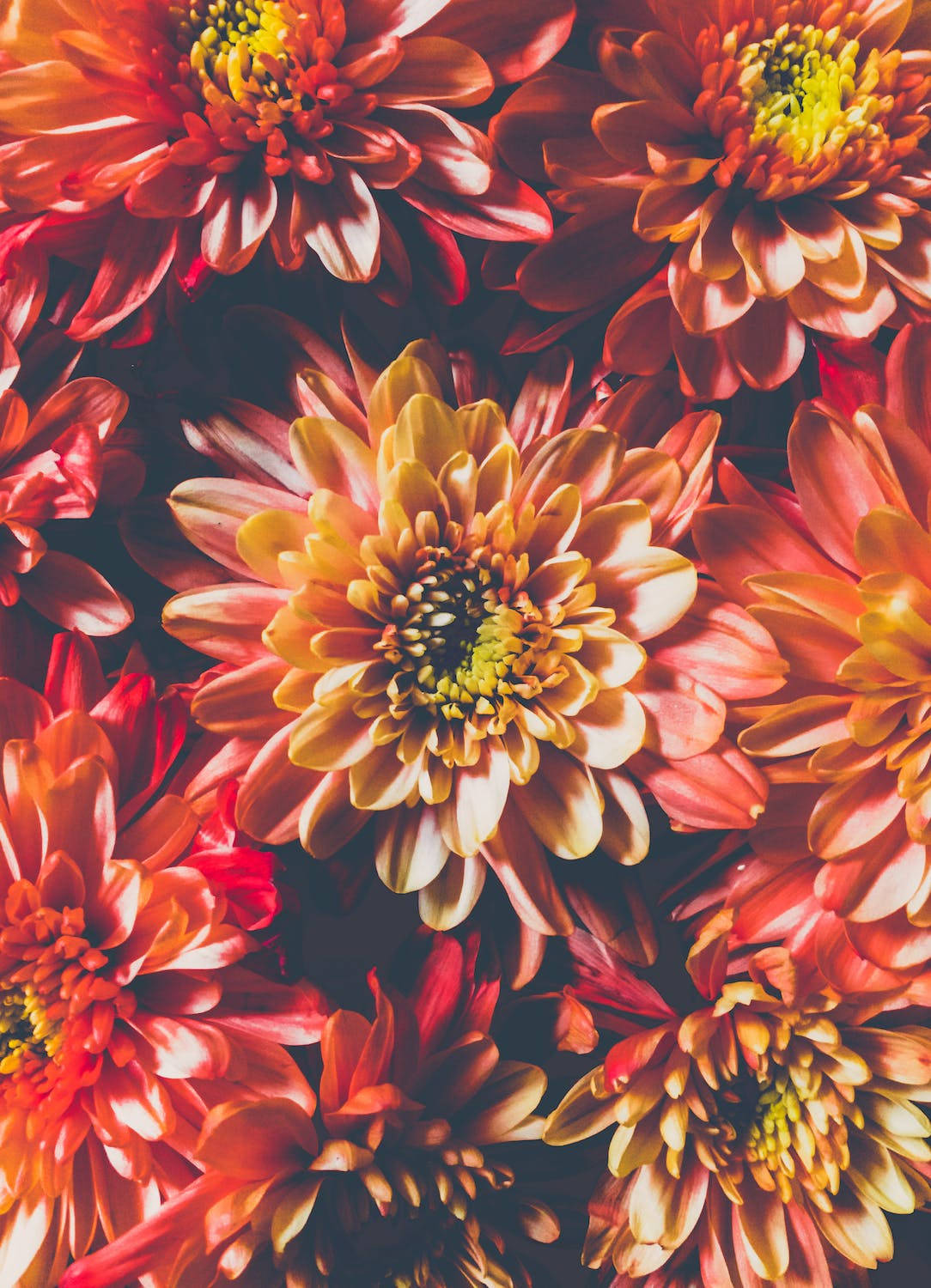 Orange Chrysanthemum Flowers Iphone 11 Pro 4k Background
