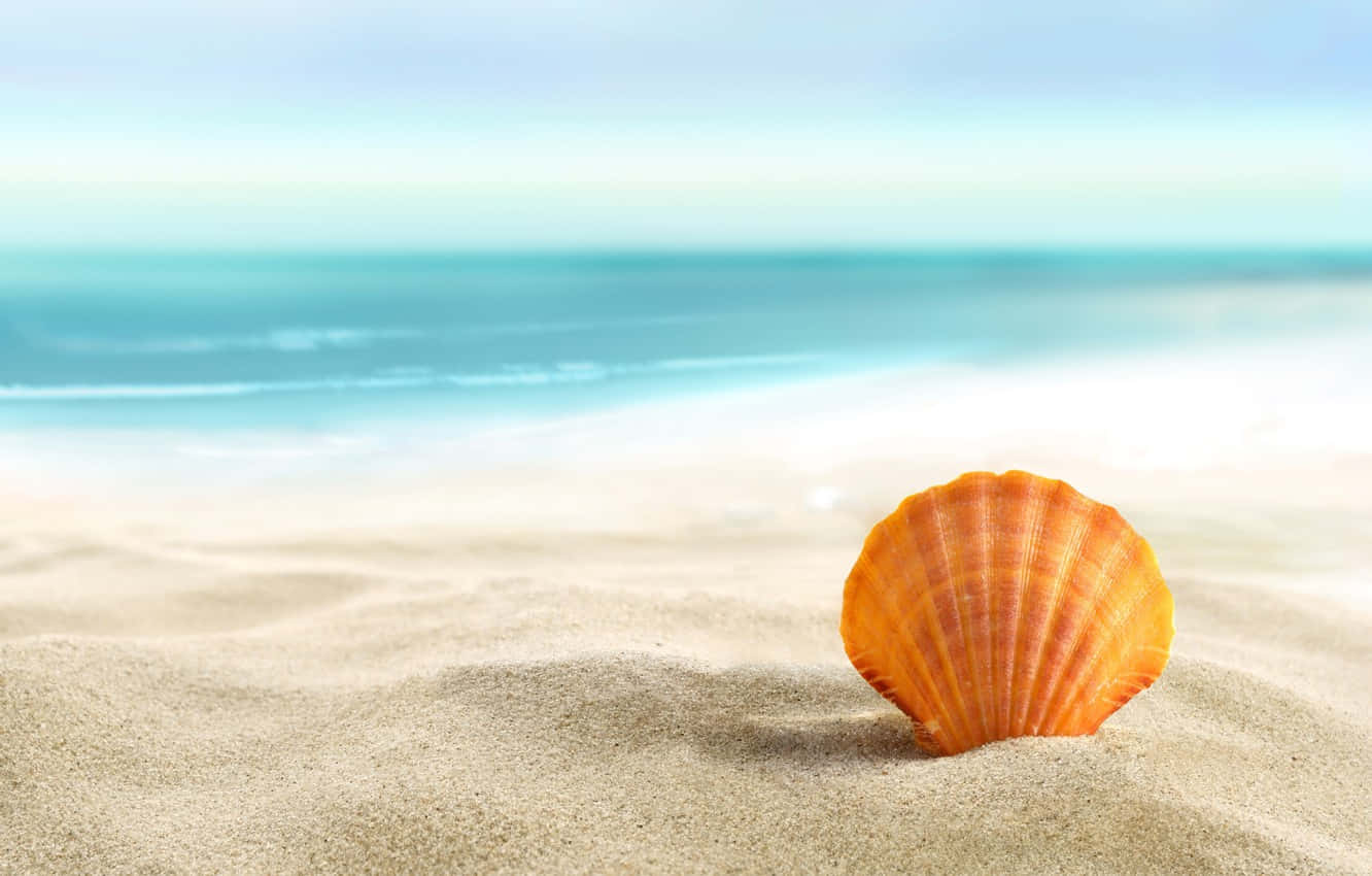 Wallpaper sand sea beach the sun tropics the ocean shell beach  sand seashell pearl perl images for desktop section макро  download
