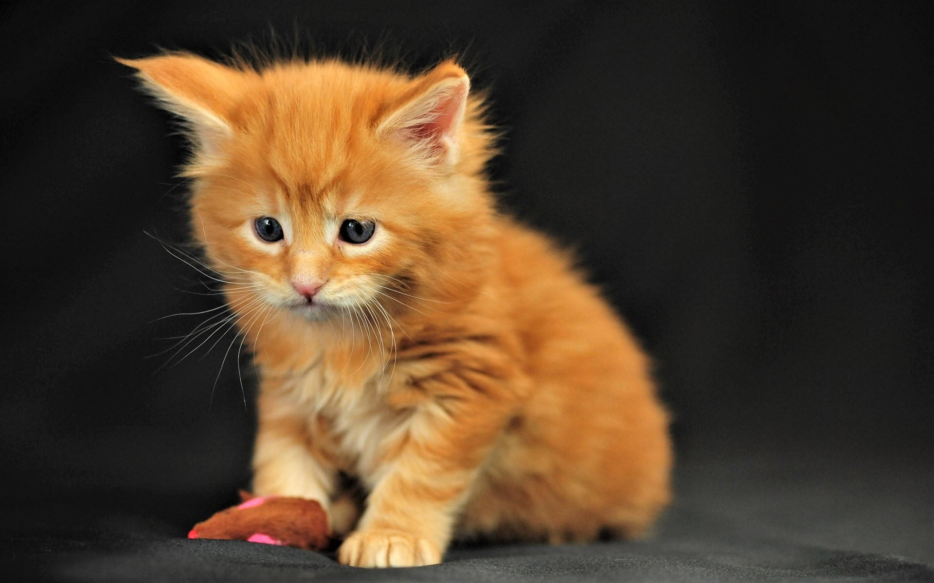Orange-colored Cute Kitten Wallpaper