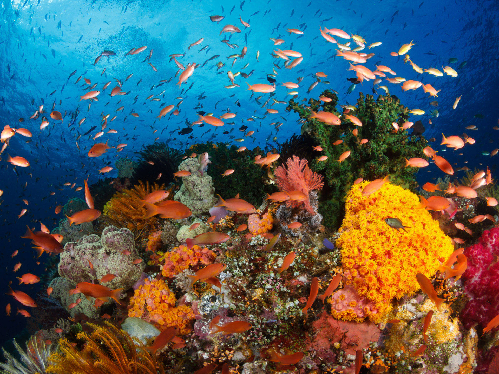 Orange Coral Reef Wallpaper