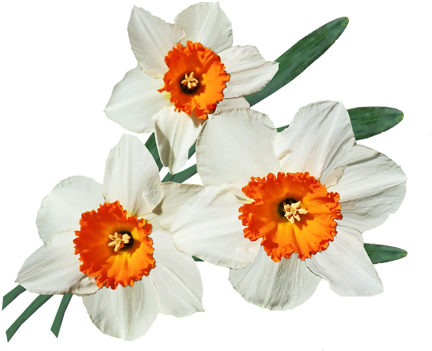 Orange Cupped Daffodils PNG