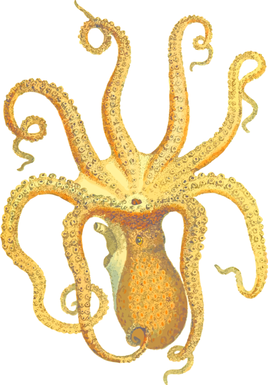 Orange Cuttlefish Illustration.png PNG