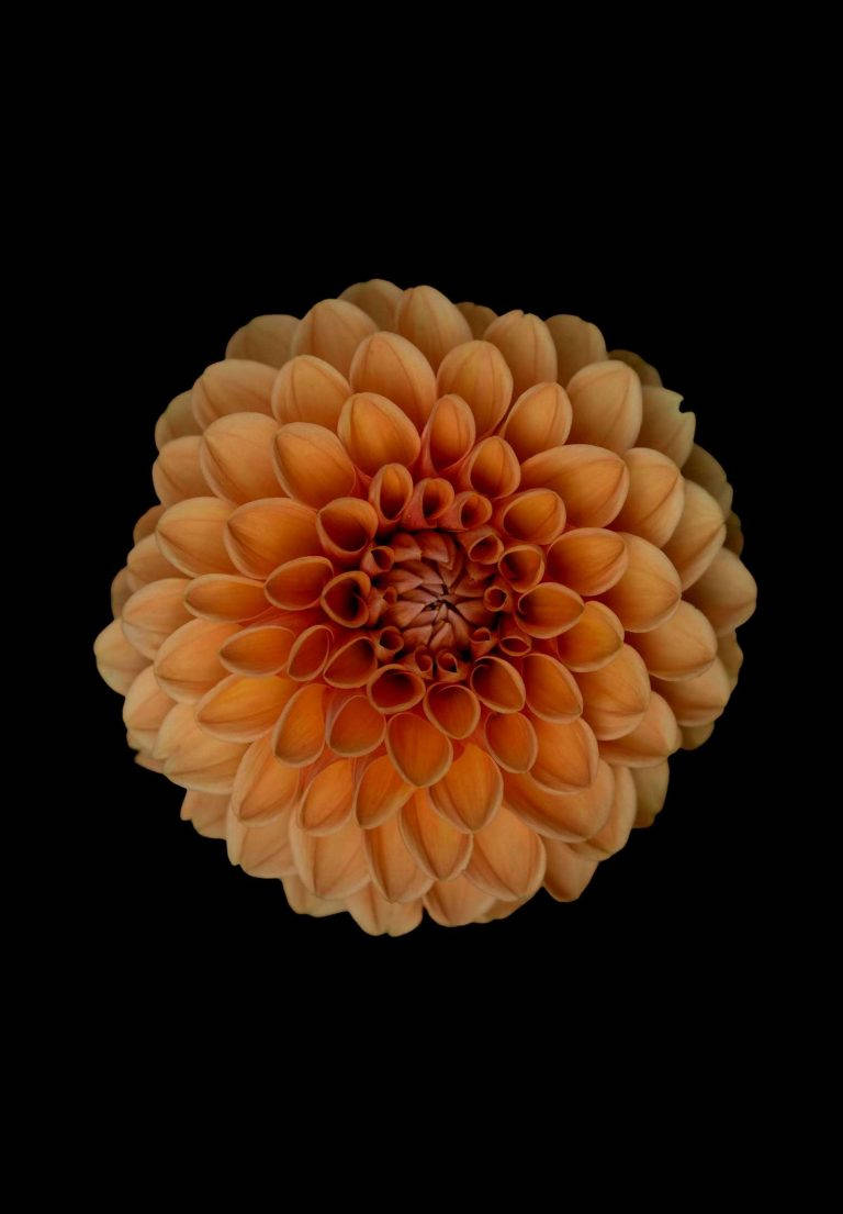 Orange Dahlia Flower Ipad 2021 Background