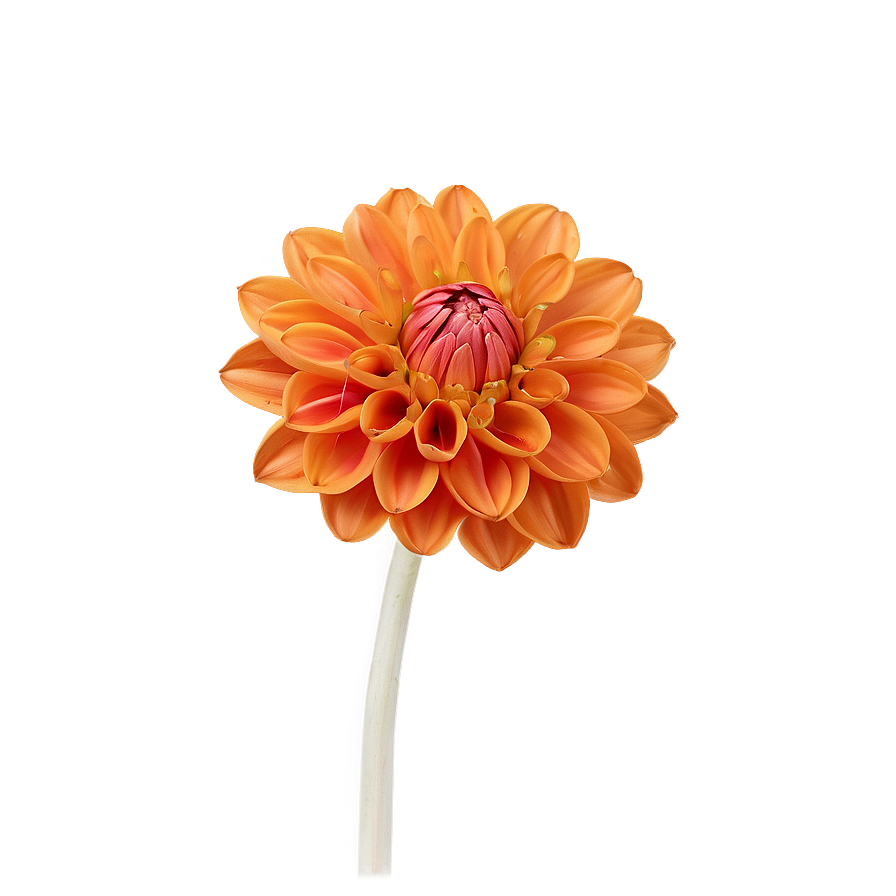 Orange Dahlia Perfection Png 06122024 PNG