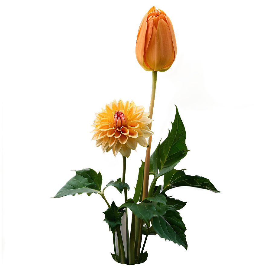 Orange Dahlia Perfection Png 2 PNG