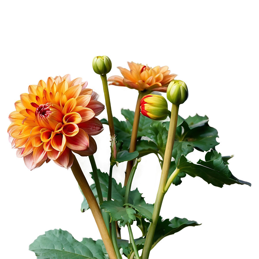 Orange Dahlia Perfection Png Dbj80 PNG