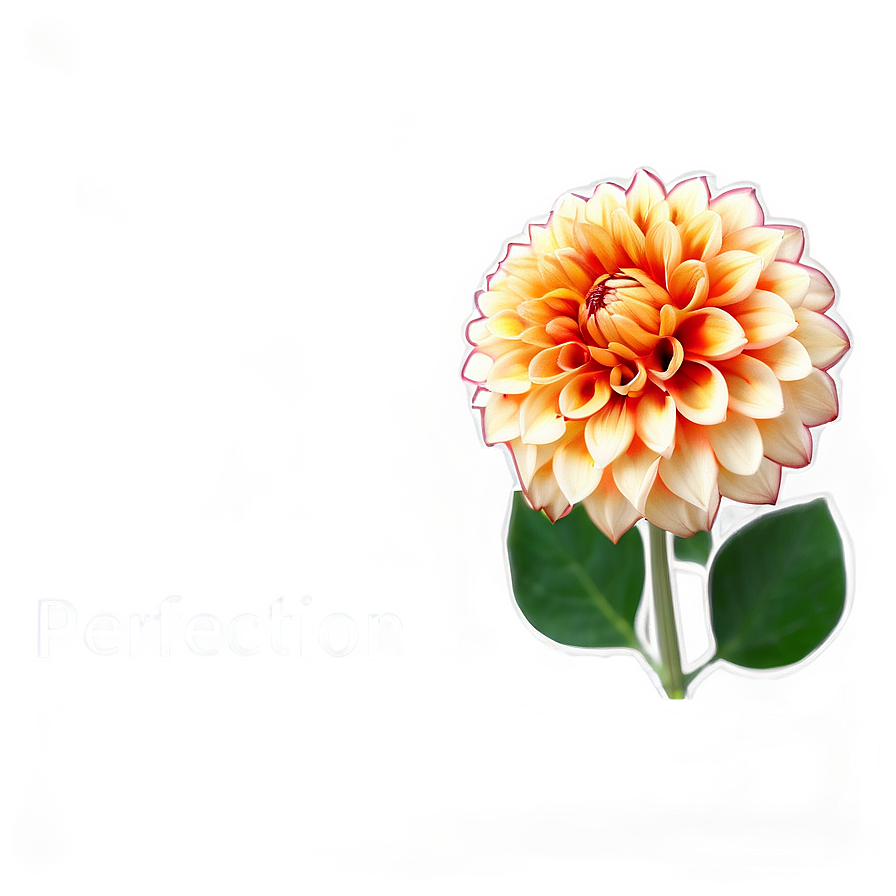 Orange Dahlia Perfection Png Jpc PNG