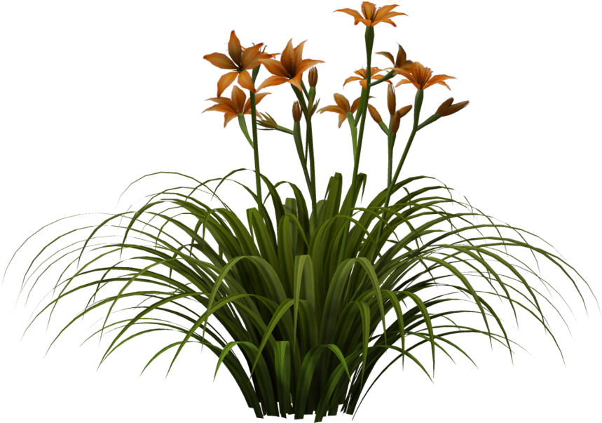 Orange Daylilies Bouquet PNG