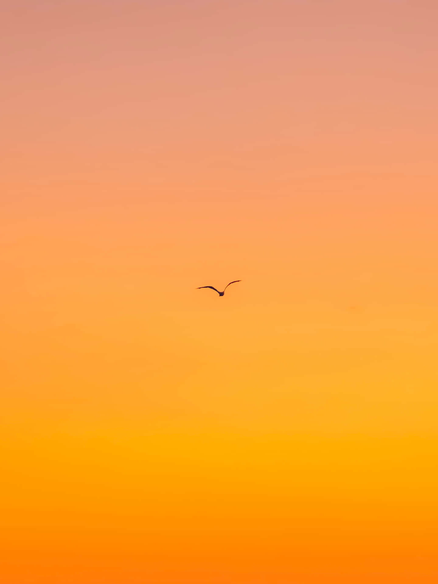 En fugl flyver i himlen ved solnedgang Wallpaper