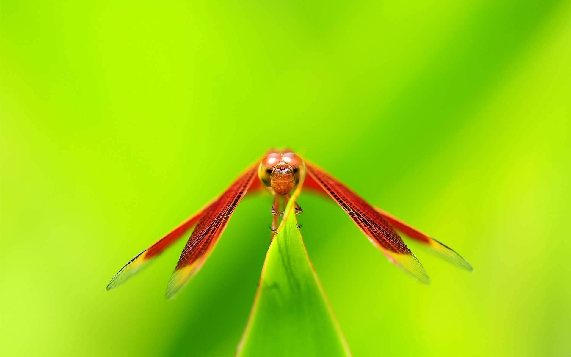 Orange Dragonfly Front View
