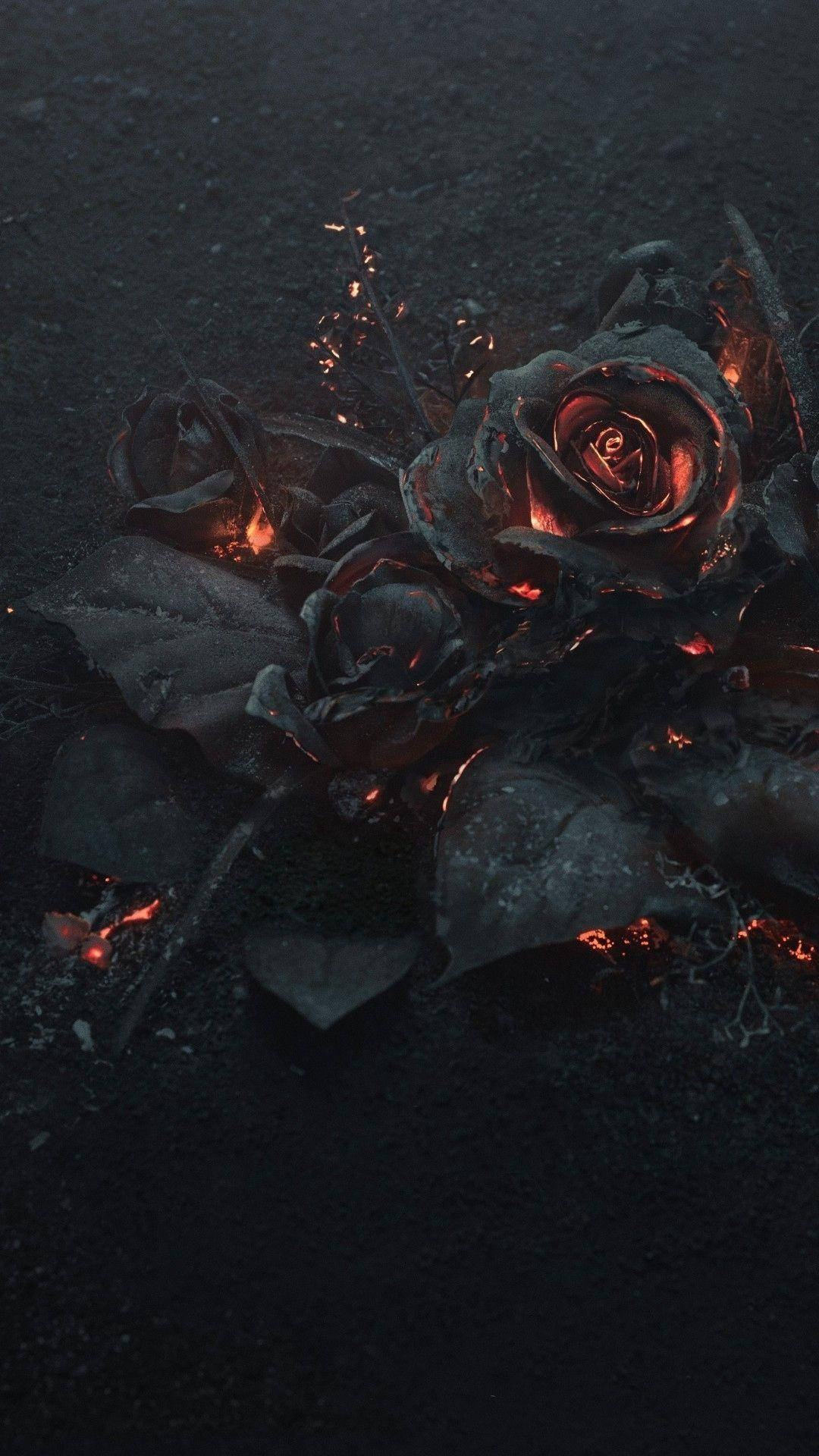 Top 999+ Black Rose Iphone Wallpaper Full HD, 4K✅Free to Use