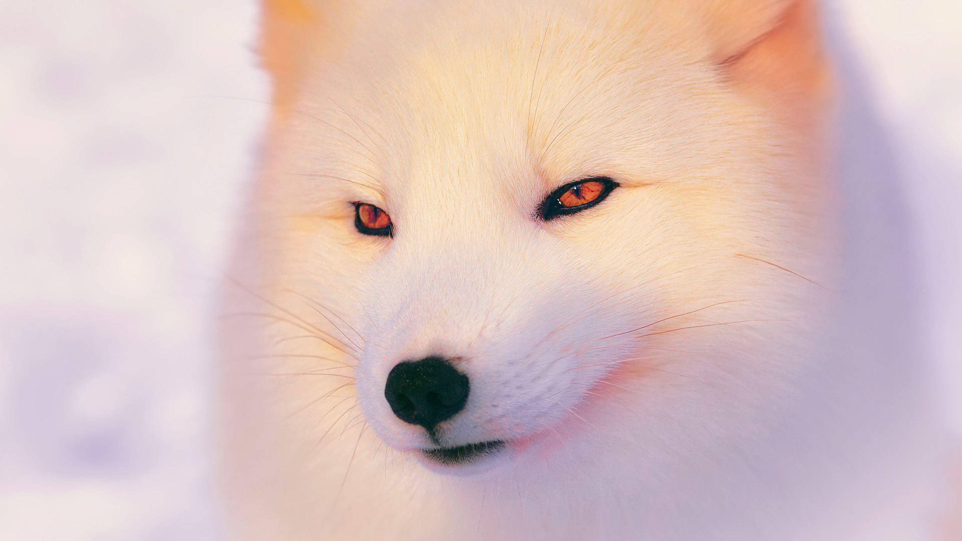 Orange-eyed White Fox Wallpaper