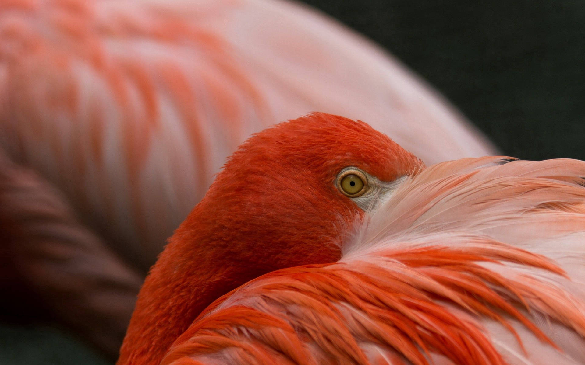 A peaceful orange flamingo in its majestic state Wallpaper