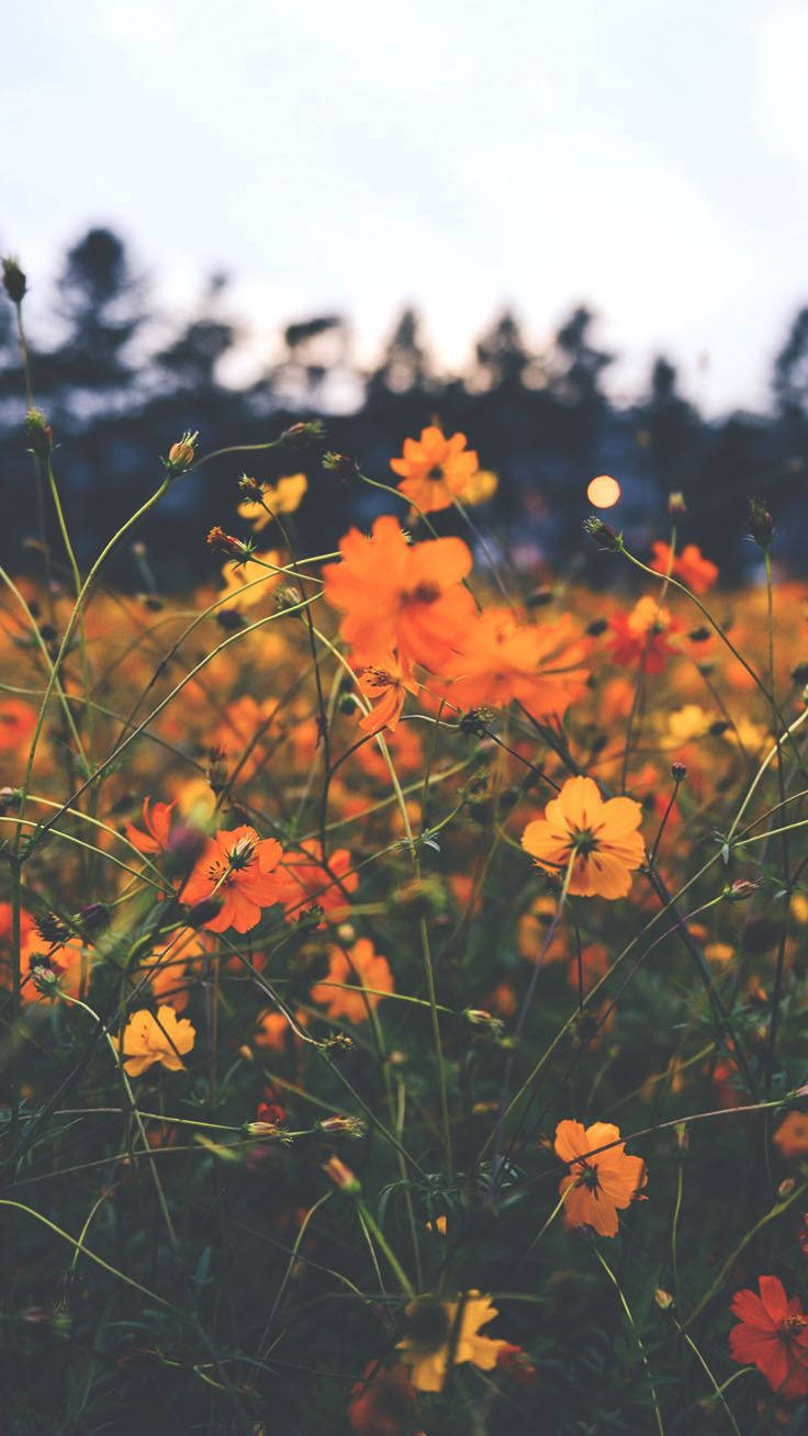 Fotografíade Retrato Floral En Tonos Naranjas Para Tumblr. Fondo de pantalla